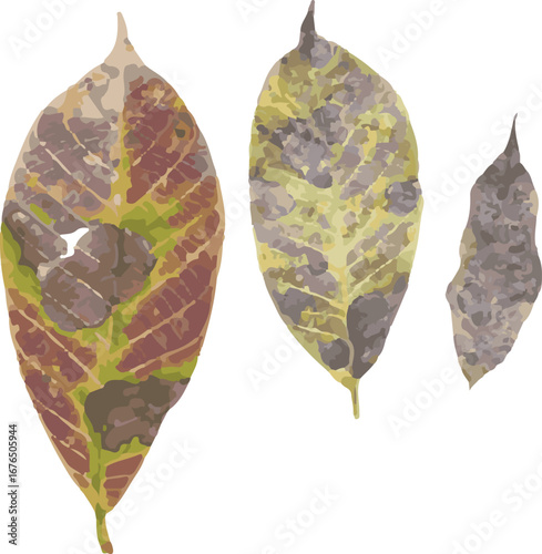 Decomposed Dry Leaves with Fungal Decay