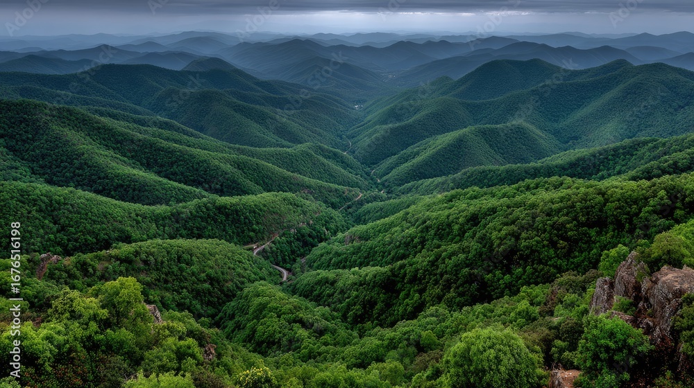 Obraz premium Green Forest Landscape