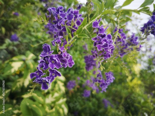 Tableau sur toile Duranta erecta L, Verbenaceae, Sky flower, Golden dew drop, Duranta,