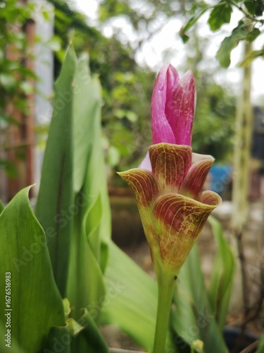 Siam tulip, Siam tulip is a pink flower.