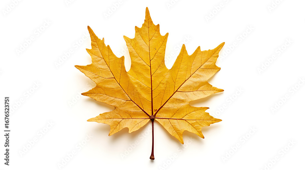Fototapeta premium Captivating golden maple leaf isolated on a pristine white backdrop showcasing autumn textures and