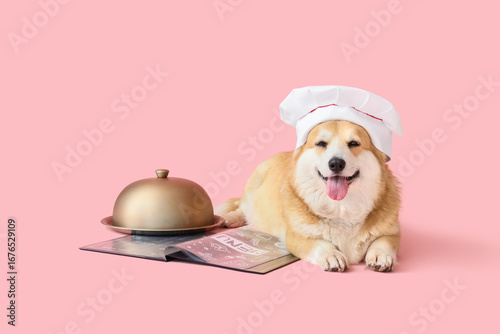 Cute Corgi dog in chef's ha...
