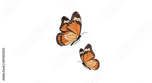 Elegant flutter: Graceful monarch butterflies with intricate details against clean backdrop showing nature beauty and transformation symbolism