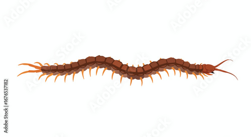 Animated centipede illustration displaying its segmented body and numerous legs, isolated on a clean white background for a clear presentation