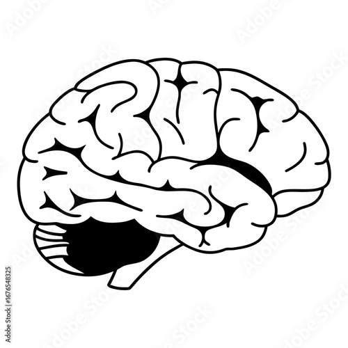 Human Brain Anatomy Illustration - Black and White Line Drawing of Cerebral Hemispheres with Detailed Gyri and Sulci