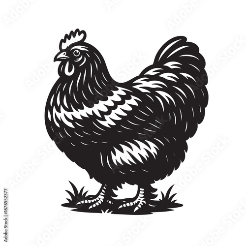 A black and white vector illustration of a fluffy Cochin chicken. A great graphic for farm and poultry designs.