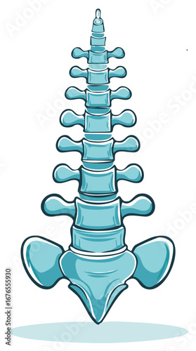 Lumbar Spine with Pelvis Illustration Vertebral Column Bones Anatomy Vertebrae Skeletal System Lumbar Region Medical Health
