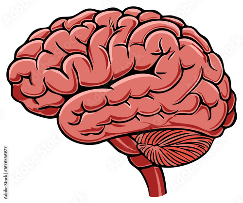 Human Brain Illustration: Anatomy, Cerebrum, Organ, Intelligence, Cerebellum