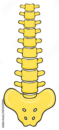 Stylized illustration of the human spine and pelvis in yellow