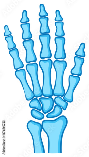 Blue Human Hand Skeleton Anatomy Bone Structure Illustration Vector Artwork