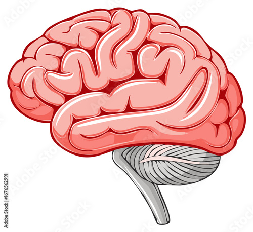 Anatomical illustration of the human brain in red tones, showcasing the structure of the cerebrum and cerebellum.