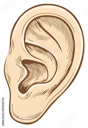 Detailed illustration of a human ear with cross hatching detail for a vintage or anatomical look