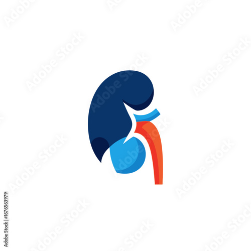 Illustration of a human kidney, a vital organ for health and medical science.