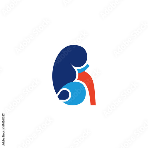 Stylized graphic illustration of a human kidney with its associated structures.
