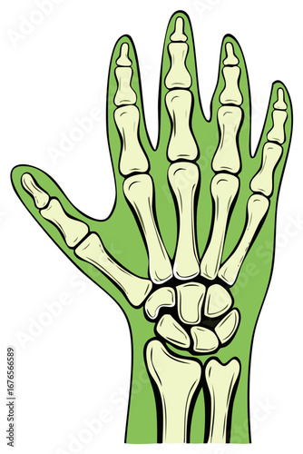 Human Hand Anatomy with Green Skin and Bone Structure, Detailed Illustration