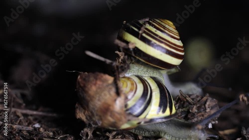 The snail climbed onto another one. Two snails are crawling on the ground. Animal life. Macro photography of tiger snails.