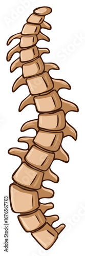 Anatomical cartoon illustration of the human vertebral column and spine structure