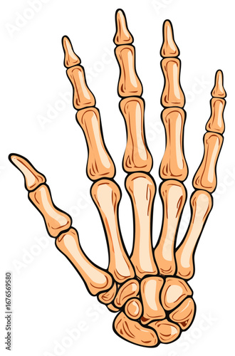Human Skeletal Hand Anatomy Cartoon Illustration Medical Science Diagram