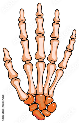 Human Hand Skeleton Anatomy Illustration with Carpals and Phalanges