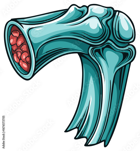 Cartoon Illustration of Human Bone Structure with Marrow Cavity and Joint Section