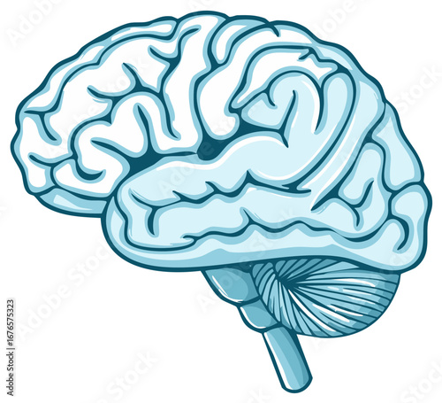 Illustration of anatomical cerebral organ for medical educational usage