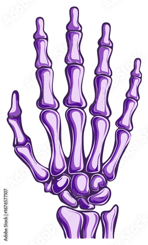 Purple Human Skeleton Hand Bones Anatomy Illustration Digital Art Vector Graphics