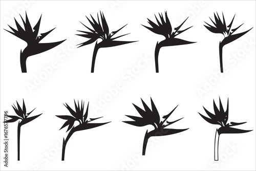 Bird of Paradise Flower Silhouettes Collection
