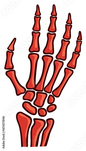 Vibrant Red Cartoon Human Hand Skeleton Bones Anatomy Illustration Isolated