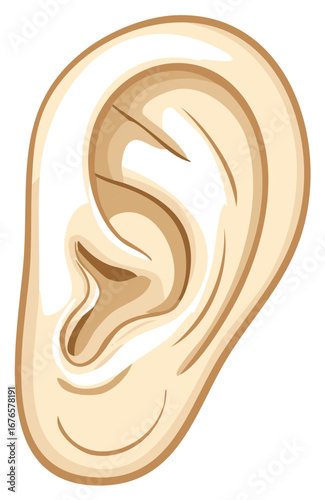 Vector Illustration of Human Ear Auricle Listening Organ Anatomy Cartilage