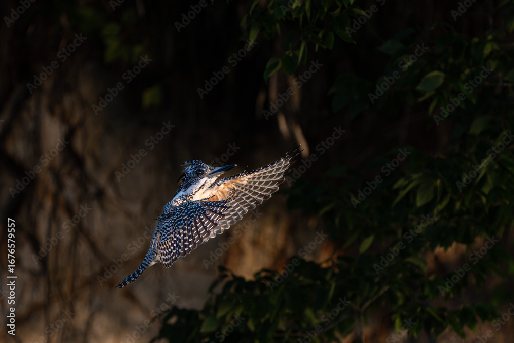 Fototapeta premium Male Crested Kingfisher in flight scene