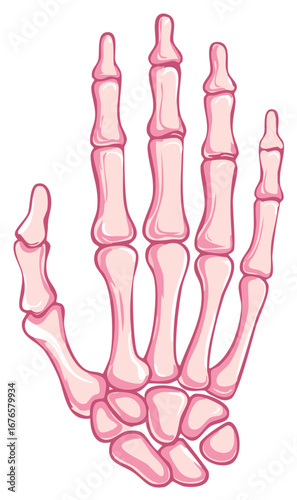 Skeleton Hand Illustration, Anatomical Bones of the Palm, Fingers, and Wrist Joints with Pink Color