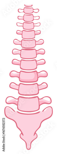 Anatomical diagram of human spine, pink color. Medical illustration.