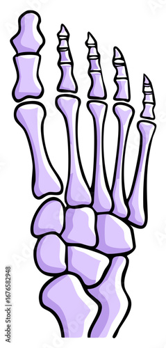 Stylized Purple Human Foot Bones Skeleton Anatomy Diagram for Medical Illustration and Education