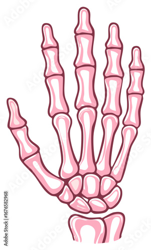 Pink hand skeleton anatomy, palm and fingers in a medical illustration or graphic
