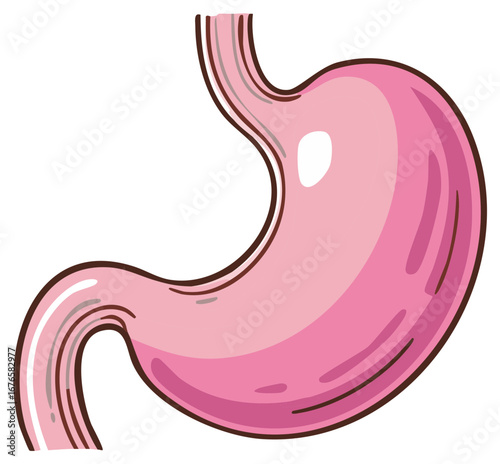 Pink human stomach medical illustration, digestive system health care concept.