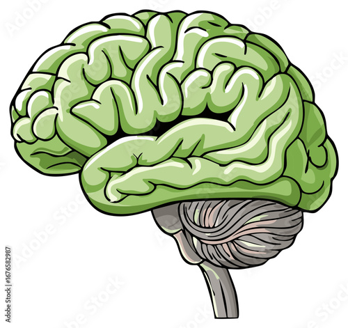 Illustration of a green human brain with detailed cerebral cortex and cerebellum in profile
