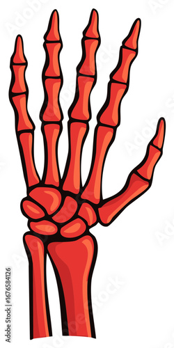 Red human hand skeletal system illustration, detailed anatomy of the arm.