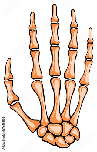 Stylized Human Skeletal Hand Bones Anatomy Diagram Illustration