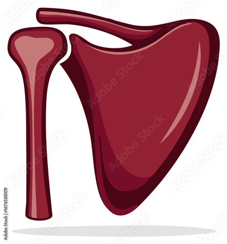Red human shoulder joint bones anatomy medical diagram illustration isolated