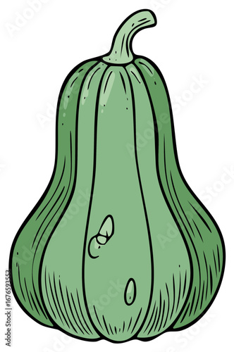 Green Cartoon Squash Illustration a Healthy Organic Vegetable