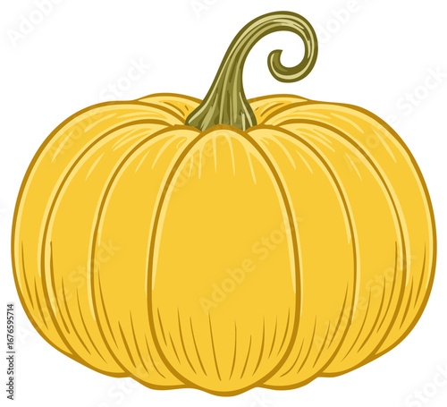 Single yellow pumpkin with a curly stem, a seasonal autumn squash vegetable used for cooking or decoration.