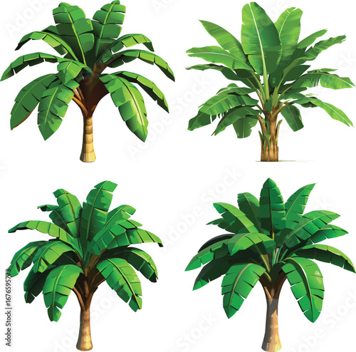 Distinct banana trees isolated on white background.