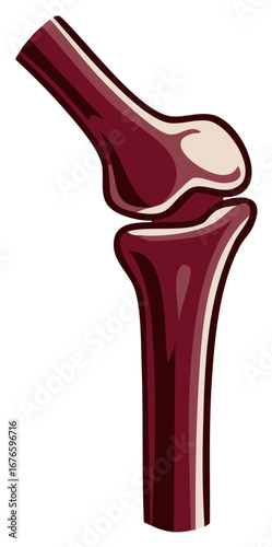 Stylized illustration of a human knee joint with a focus on bone structure and cartilage detail
