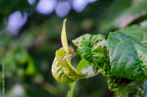 Cherry Leaf Curl Disease Caused by Taphrina wiesneri