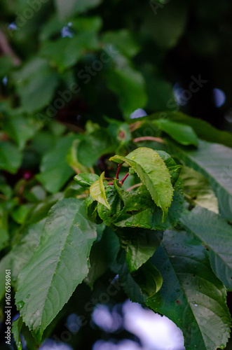 Cherry Leaf Curl Disease Caused by Taphrina wiesneri