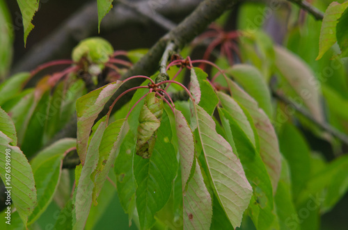 Cherry Leaf Curl Disease Caused by Taphrina wiesneri