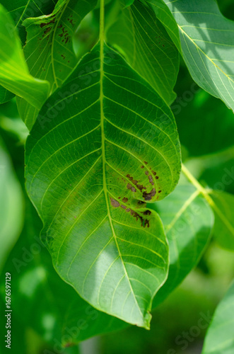 Walnut Leaf Disease Caused by Acythosiphon pisum