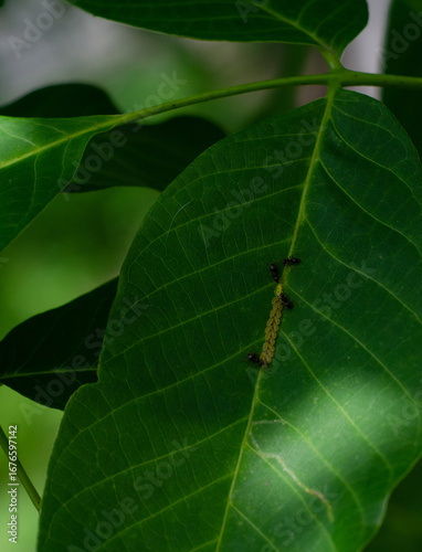 Walnut Leaf Disease Caused by Acythosiphon pisum