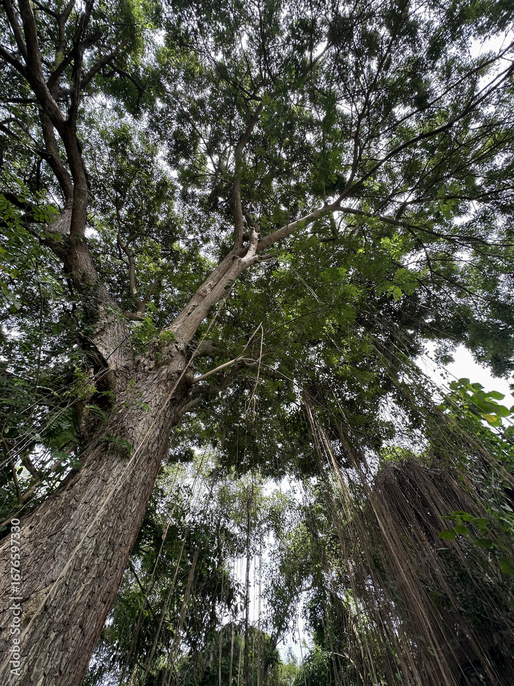 Fototapeta premium Majestic Tree Canopy with Hanging Roots.Jungle forest