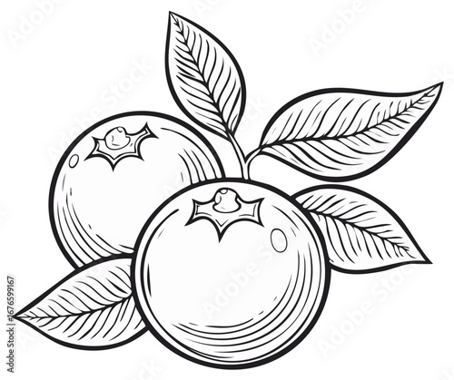 Outline Drawing of Blueberries with Leaves Ready to Color